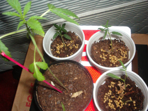 All of em together, if you can tell, the biggest one just sprouted 5 digit's........the one in the bottom right...yeah..i call that one Expieriment Jones. 