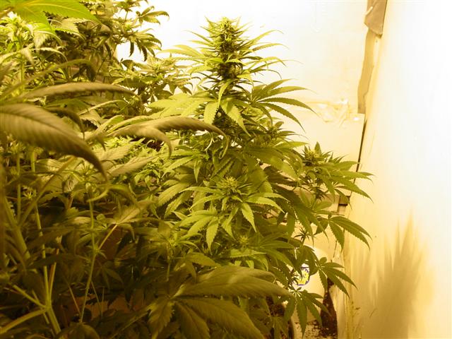My sativa ladies just aren't impressing me at all.  The seeds were from killer mid-grade.  Maybe they'll pick up soon.