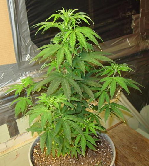 Probably the best looking plant in the garden.  Very vigorous.  And very, very stinky. A sativa, I think.