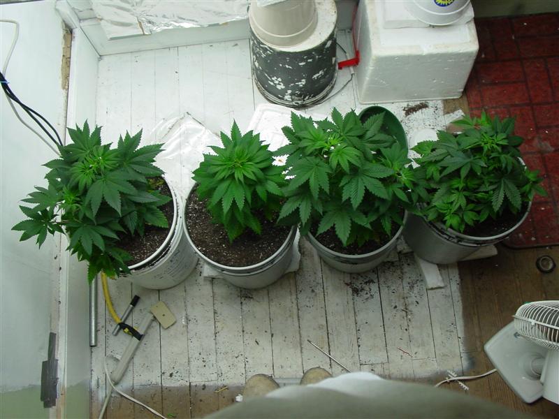 5 bag seed indicas @ 6 weeks.  Still a novice so you guys let me know what you think!  I can take it.  