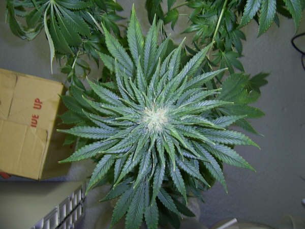 1 plant from above... looks sickkk