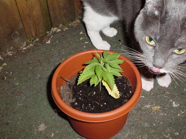 That's right, yum yum, kitty. 
Don't Bogart her joint...she's fierce.