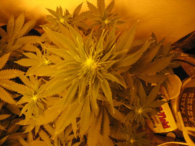 12 Days flowering, it looks like she may have 2 tops starting.  :)
