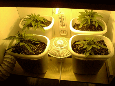 They really seem to go crazy the evening and morning after they get water, bout every four days now.  Soon they will need a soak every other day.  
The bushiness of these plants just blows my mind.  i only have room for bonzai buds so I'm going to flower them a bit early, maybe 5 days before they reach sexual maturity.  