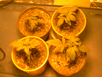 this is all 4 plants at 11 days