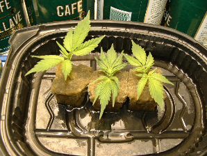 I cloned plants G1 and G2. Center is G2 and both left and right are G1. Less than 24hrs and they are standing at attention already. Looks hopeful for my first cloning adventure.