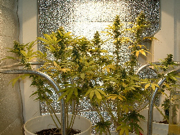 Day 32 Flower....I made a deal with my buddy who has to shut his grow down for safety, and aquired a 400W HPS to replace the 250W. Should be installed in the next few days.....More pics to come.....WOO HOO!!!