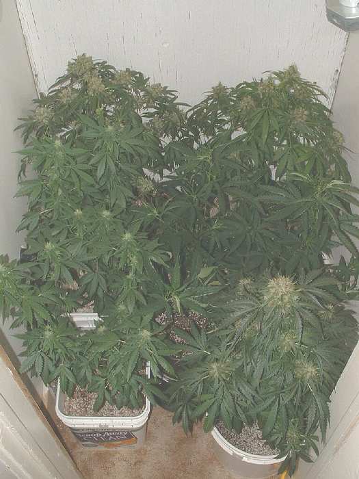 A shot of the flower room with 3 new Romeo clones added in.
