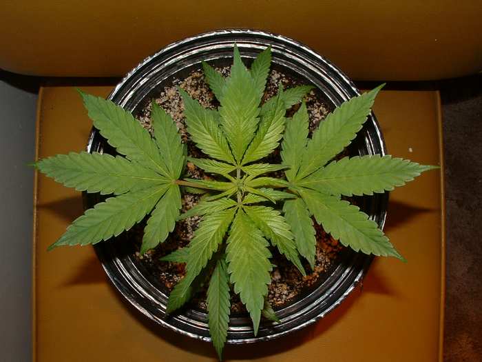 Day 4 Flower. I believe this is going to be one fat ass cola.