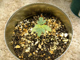 Transplanted Granny sprout 15 days from transplant