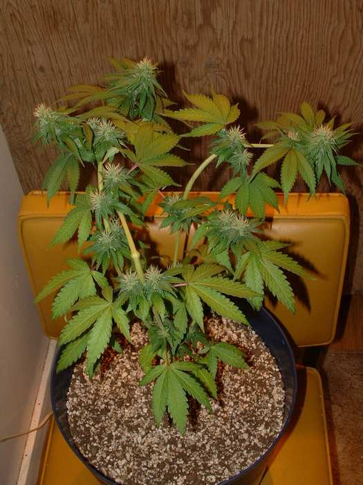 Day 25 Flower. Well trained girl.