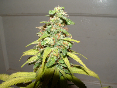 Day 39 Flower. These suckers have gotten dense since the addition of the 400W HPS! Looking really good now.