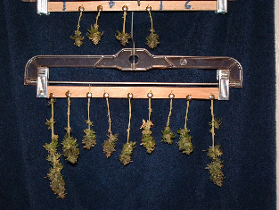 Lower buds from Granny