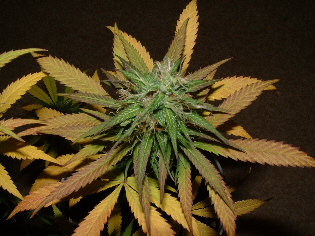 Day 27 Flower.
One of four colas. BEAUTIFUL!!!