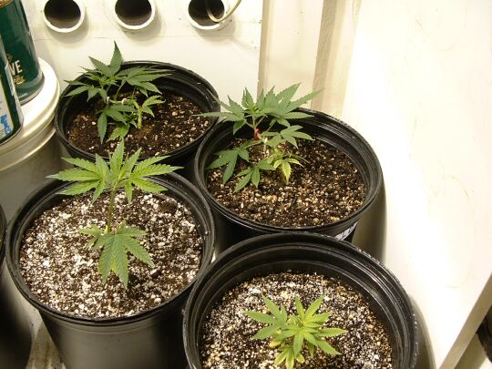 10/14/02 Another shot of the clones