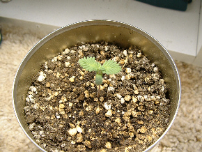 Best sprout from Lil'G 15 days from seed