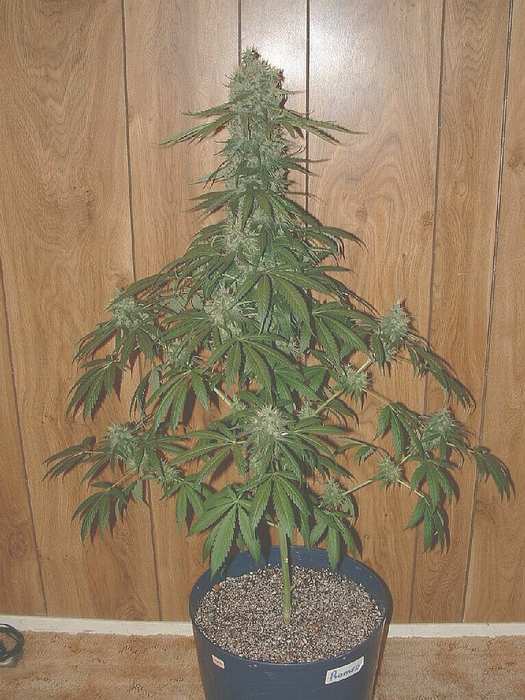 Last shots of the Large Romeo before the chop. I took all the large fan leaves off before the pic, and left only the smaller leaves.