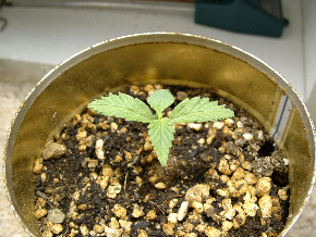 My best sprout from Purpy 15 days from seed. 
