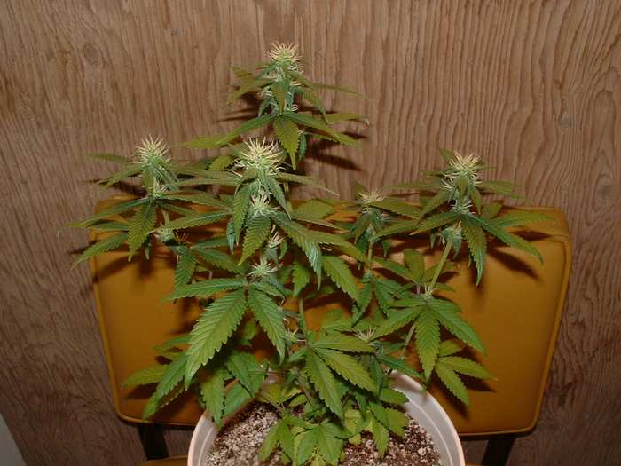 Day 19 Flower. She is favoring her mother's genes.