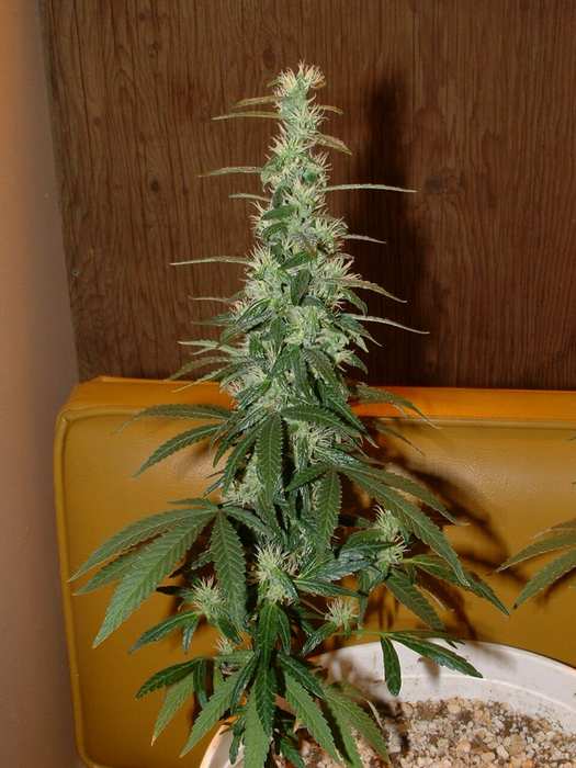 Day 41 Flower. The larger cola