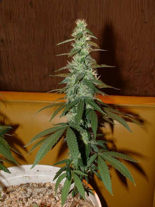 Day 41 Flower. The smaller cola