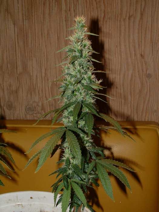 Day 48 Flower. Small cola