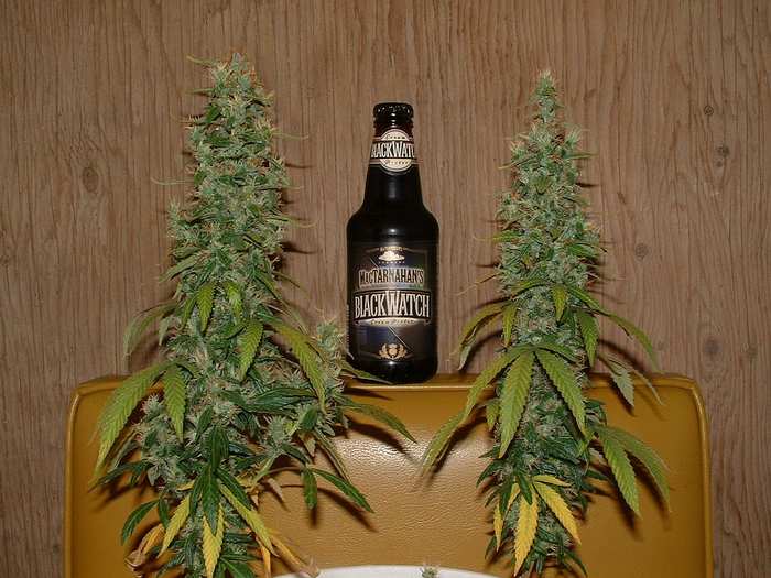 Day 57 Flower....Buds and Suds