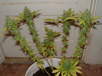 Day 39 Flower. This is my sick plant. The buds are really fat and dense, but the leaves are not doing so hot. Fed them with Epson salts, Foxfarms Big Bloom & Tiger Bloom, & Superthrive all half of the recomended quantities yesterday. They are doing better today. 