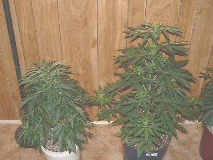 Romeos side by side. The smaller plant is just going to flower while the larger has been in flower for 9 days