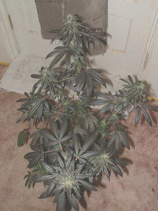 This one has had it's share of problems. This is a very tough strain to grow. Picky as all hell.