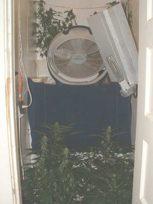 A pic of the whole setup. Notice the two Mindtwists sitting up top ripening behind the fan