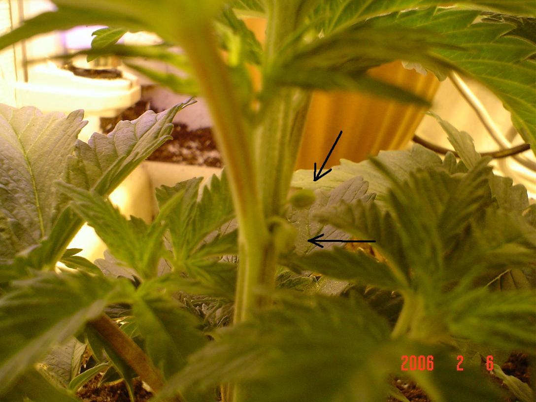 this plant did look a little retarded early on maybe a herme???
