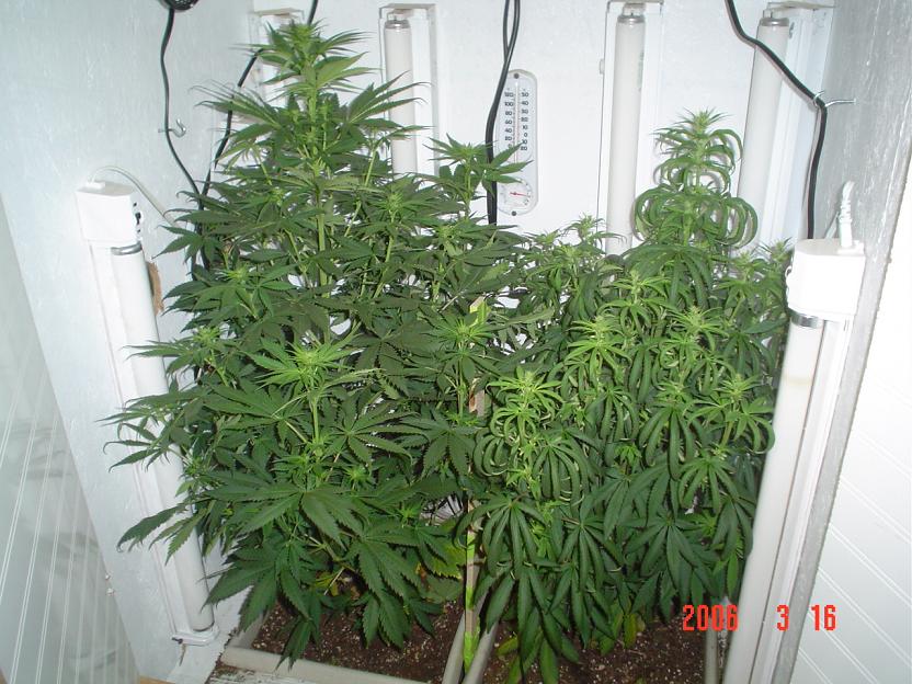 1 good plant and one shit Can Kind BUD Plant I dont know what happened to her