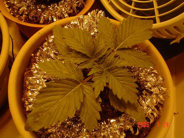 Its hard to believe I put these in the soil exactly 2 weeks ago !!! Glad I made the investment in the Light ..