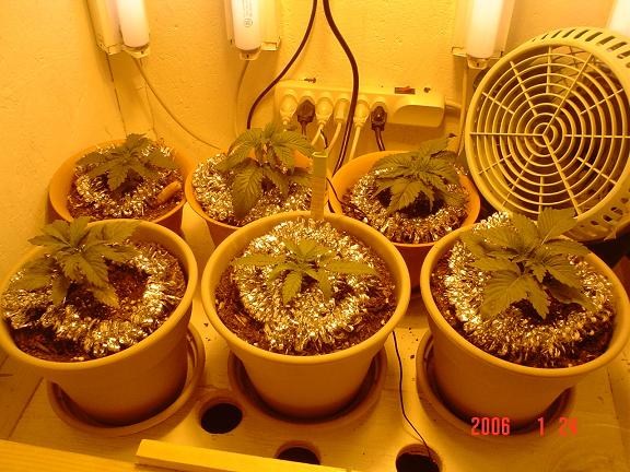 4 of them poped right up and the other 2 followed a day later . I can already see different charteristics in the plants I hope they all Are Female