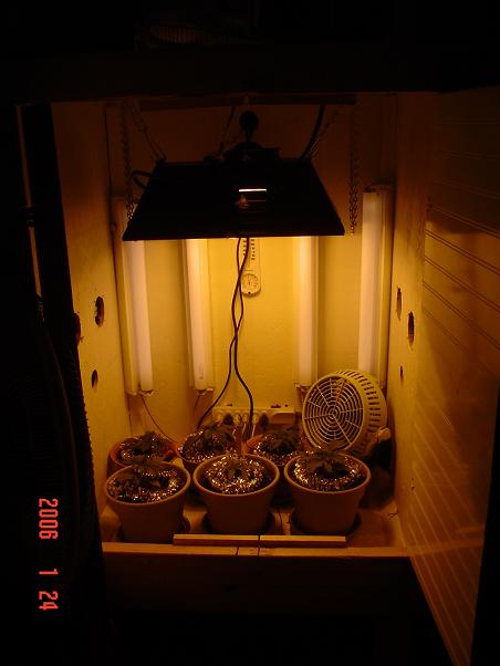 Here she is my Creation,Has 6 fans computer style, 2 desk fans , 400 watt HPS ,80 watts flur and I will add more. big hole in top for when plants get tall I will move light outside case but will not loose any light I cut whole to fit exact. Inside box is painted all white.. doors are made of white bathroom panaling . Just a trow together but should work well for my interest ..