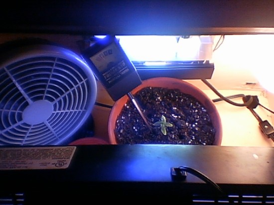 Inside I have a small vegging chamber. Temp stays perfectly at 76 degrees farenheight. Fan is a little noisy but if the girlfriend is around just a flip of a switch can cure that. Inside lay the goodies.