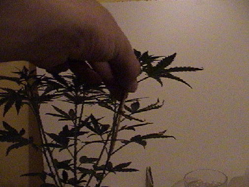 8. Measure stem to be cut using skewer and find the closest set of leafs to the point and cut just
above the set of leafs.

