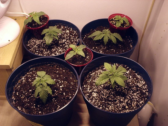 Transplanted WW, Skunk, WW, & JHxBG and C99x2 & JHxBG seedlings