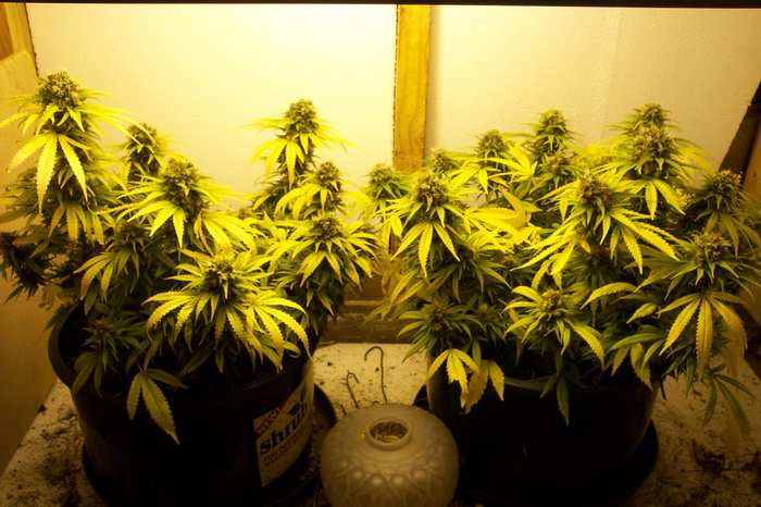 Day51flower.jpg