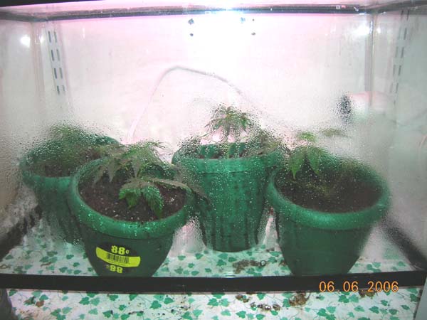 these are the 4 clones in a make-shift humidity dome.