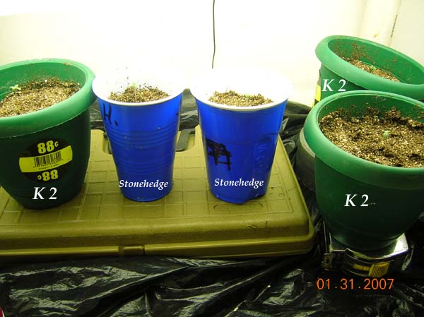 K2 and Stonehedge seedlings