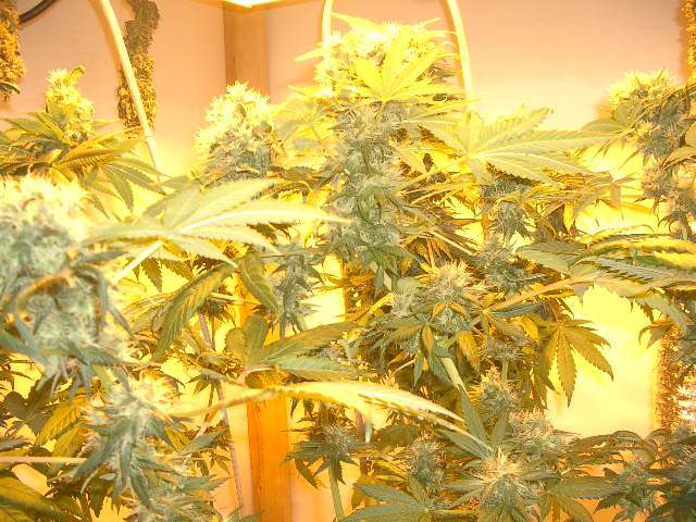 Bubble gum after the clones were harvested and the seed plants given more space ... almost done herself