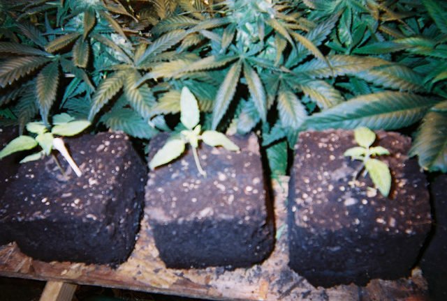 A picture of soil blocks.  A old time way to start seeds.

Polyploid