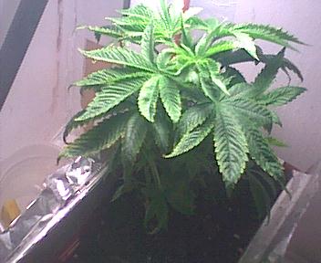 I have not taken a picture for a while, this updated picture shows the plant after some extreme leaf cutting.