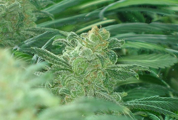 Another nice bud shot