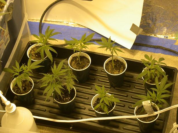 8 clones that i put into the flowering room