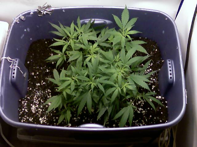 its been 4 days of flowering so far