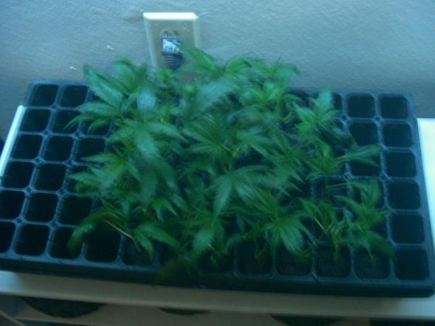 29 clones in this little dome