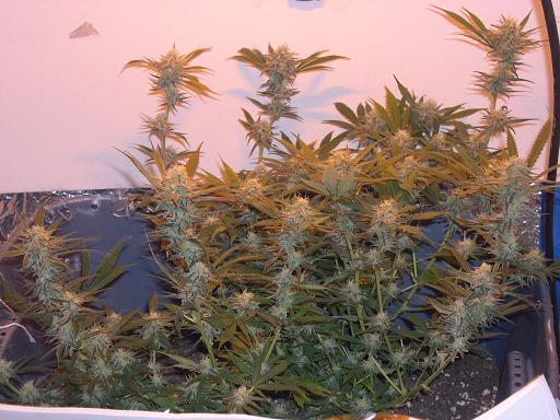 PLants are looking good NIce and Sticky Smell Great plants are 1 month 2 days into flowering